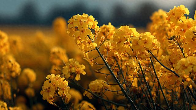  罗平油菜花观察笔记：迟到者的意外收获与技术复盘 文化旅游