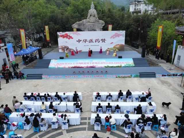  伏牛山生态密码：老君洞98%森林覆盖率如何撑起18万亩紫荆花海 文化旅游