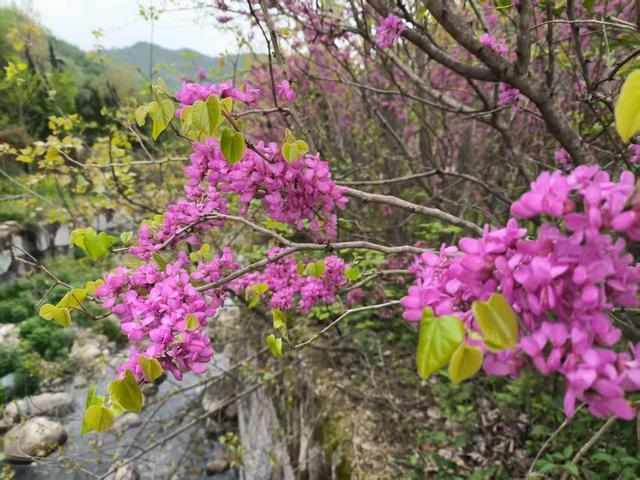  伏牛山生态密码：老君洞98%森林覆盖率如何撑起18万亩紫荆花海 文化旅游